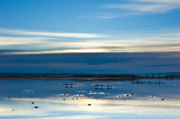 Naklejka premium Bosque Del Apache Game Refuge New Mexico