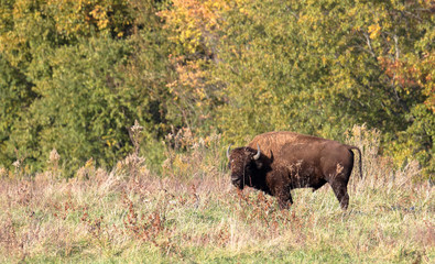 Bison standing in a grassy field with trees in the background