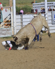 Cowboy bucked from a bull at a rodeo