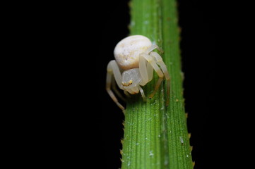 white spider on habit 