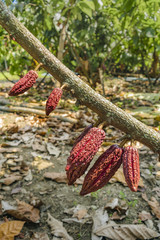 Cacao Plantation, Guayas, Ecuador