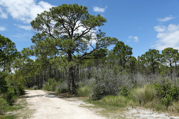 Majestic pine tree along a sandy path