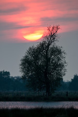 Fototapeta na wymiar Sunset over tree in national park in germany