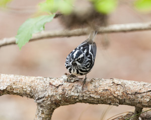 Black and White Warbler bird in a natural landscape