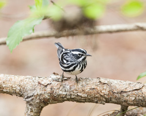 Black and White Warbler bird in a natural landscape