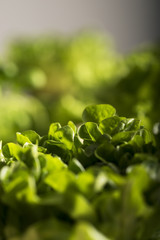 Green basil growing at home