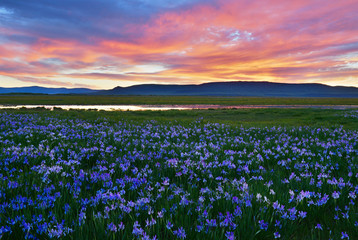 Meadow with blooming Iris flowers, Khakassia republic.