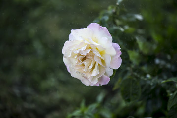 Rosa bajo la lluvia