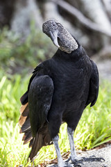 Black Vulture raptor bird in a natural landscape