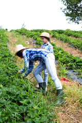 Mother and daughter in strawberry field 