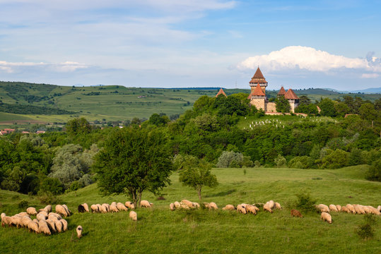 Viscri, Transylvania, Romania. Sheep grazing in a green meadow countryside and UNESCO fortified church of Viscri on hill in background in Viscri, Transylvania, Romania.