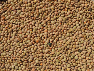 lentils pulse grain legume (Lens Culinaris) legumes vegetables background