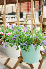 Flowers on a street in a pot