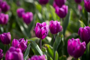 Obraz premium Beautiful purple tulips in nature
