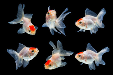 goldfish isolated on black background.
