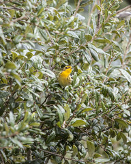 Blackburnian Warbler bird in a natural landscape