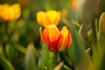 Naklejka premium Beautiful yellow tulips in nature
