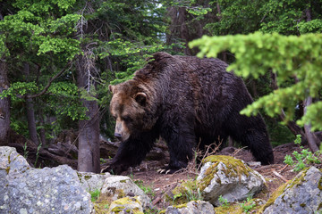 Grizzly bear in Canadian woods