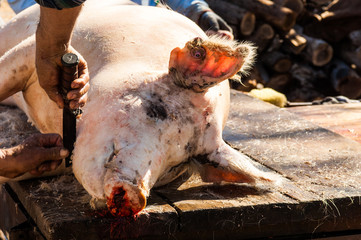 New Mexico Pig Roast/Slaughter