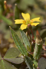  Oxalis corniculata 