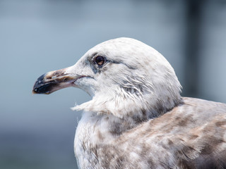 Adult Female Seagull close up