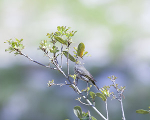 Black Poll Warbler bird in a natural landscape. Non-breeding plumage