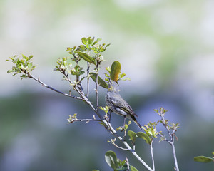 Black Poll Warbler bird in a natural landscape. Non-breeding plumage