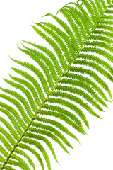 Fragment of a fern leaf close-up on a white background..