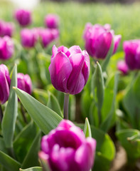 Beautiful purple tulips in nature