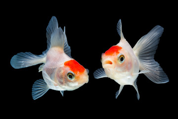 goldfish isolated on black background.