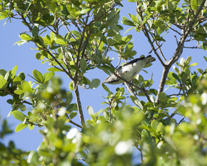 Black Poll Warbler bird in a natural landscape