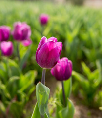 Obraz premium Beautiful purple tulips in nature