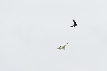 Snowy Egret chased by Grackle