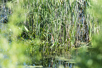 Alert Least Bittern