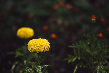 Yellow marigold flower on a background of dark grass. Atmospheric.