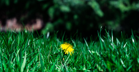 Yellow flowered weed
