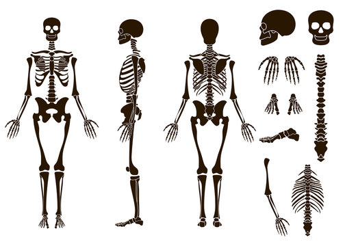 Human bones skeleton structure elements set. Skull collection. Vector illustration