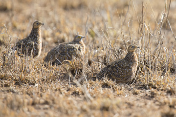Burchell's sandgrouse family walking in a desert looking for food