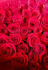 Beautiful red roses