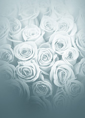 Naklejka premium Beautiful white roses