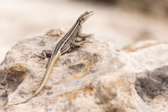 Female Platysaurus lizard on a rock in Mapungubwe, South Africa.
