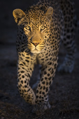 Obraz na płótnie Canvas Portrait of leopard walking in the darkness hunting