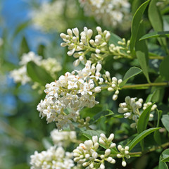 Blühender Liguster, Ligustrum