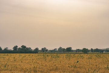 Fototapeta na wymiar Wheat Farm Rural India