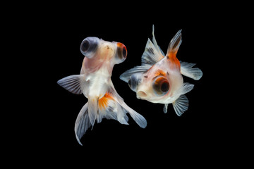 goldfish isolated on black background.