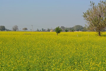 Mustard Field 