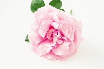 Pink rose flower on white background. Floral background