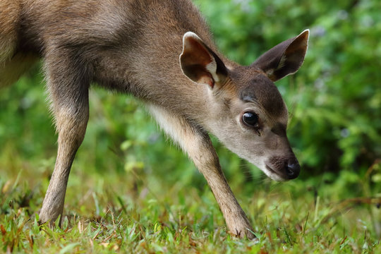 Portrait Baby Sambar Deer at Green background ,Khaoyai National Park , Thailand