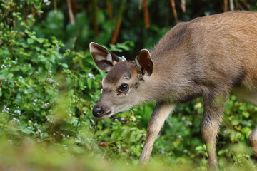 Portrait Baby Sambar Deer at Green background ,Khaoyai National Park , Thailand