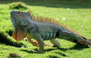 iguana sobre el prado de San Andrés Colombia